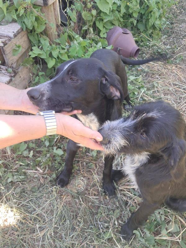Thor & Loky, due giovanotti in cerca di casa Foto 2